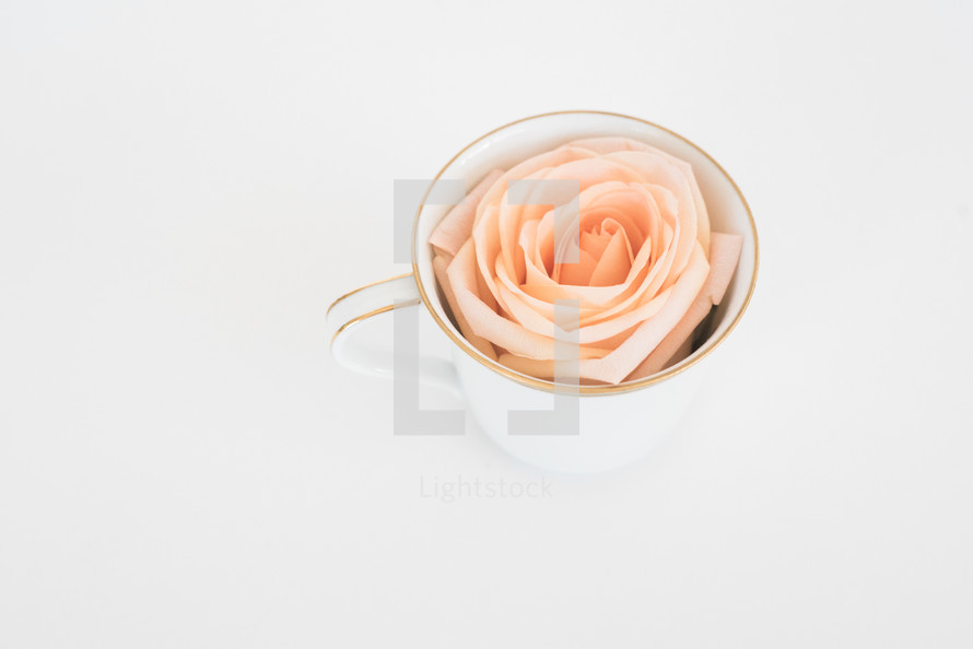 peach rose in a coffee cup 