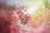 spring blossoms background 