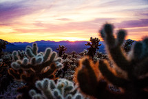 cactus in a desert at sunset