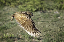 burrowing owl flying across the green meadow with a wide wingspan