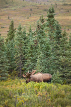 Bull Moose in brush near trees in Alaska