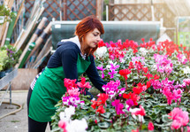 Gardener arranges plants in a nursery inside a greenhouse