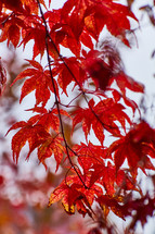 Red fall leaves 