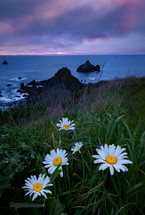 daisies and shoreline view 