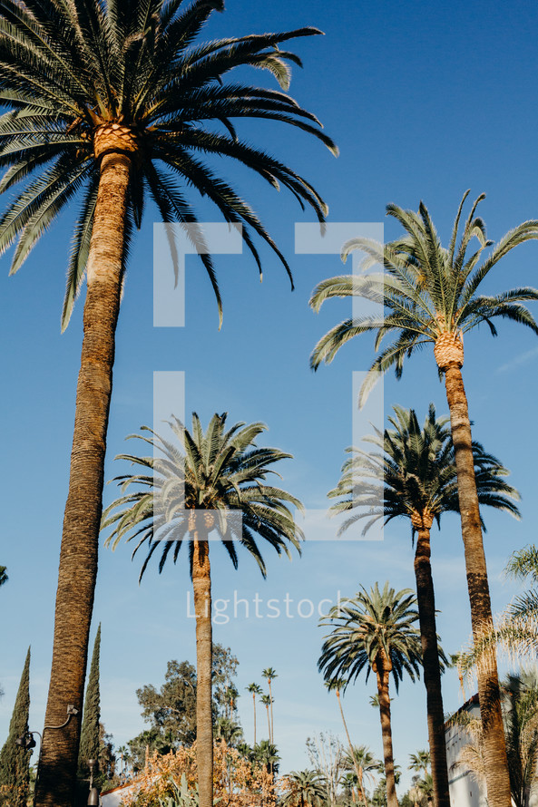 tall palm trees 