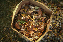 bagging fall leaves 