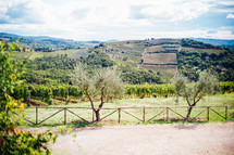 vineyard in Italy 