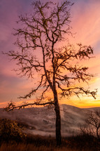 Oak Tree on a foggy mountaintop 
