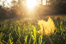 fall leaf in bright sunlight on a lawn 