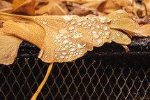 wet ginkgo leaves in fall 