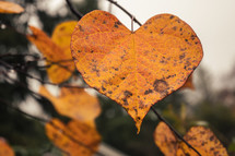 heart shaped yellow fall leaf 