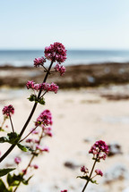 pink flowers near a beach 