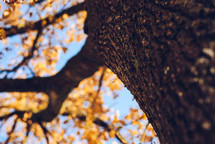 bark on a fall tree 