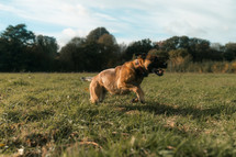 German Shepherd dog running, jumping, active puppy, young dog playing in a field, 