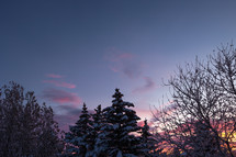 Winter trees with sunset