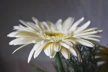 white gerber daisy in a flower arrangement 