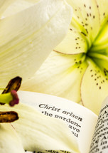Easter lily, Christ is Risen 