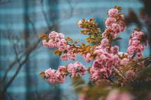 Blooming sakura tree in the spring