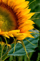 A bright, yellow sunflower