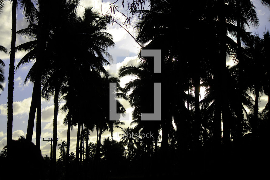 silhouette of tall palm trees