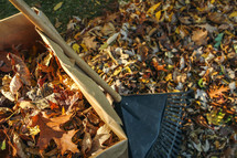 bagging fall leaves 