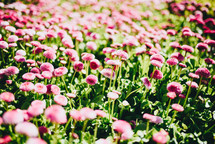 field of pink flowers 