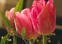 pink spring tulips 
