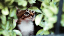 kitten hiding in a bush 