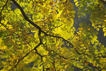 Yellow and green fall leaves on a branch with sunlight behind