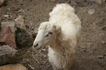 sheep in Yemen 