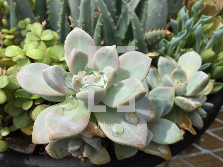 succulent plants and water droplets in bright sunshine