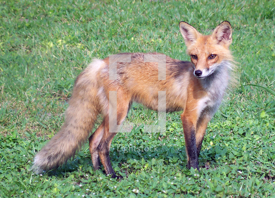 An up-close wildlife portrait of a red fox posing sideways in a green grassy meadow.