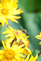 Yellow flowers with bee