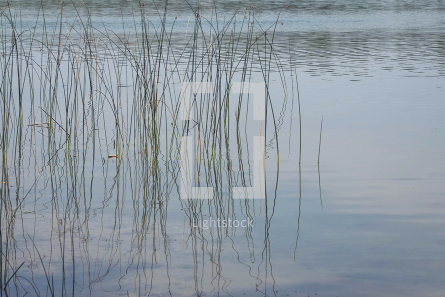 reflection of tall grasses on lake water 
