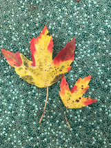 red and yellow leaf on a green carpet 