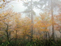 fog in a fall forest 