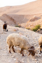 sheep grazing on a desert mountain 