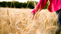 a hand touching wheat grains 
