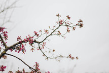 pink spring blossoms on a branch 
