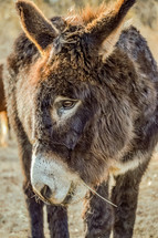 a furry donkey 