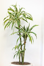 Chlorophytum comosum houseplant on white wall.