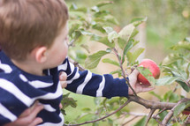 a toddler picking an apple 