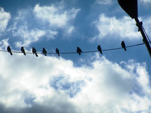 A group of eight birds sitting together on a telephone wire relaxing together against a blue sky and clouds on a bright and sunny day. These birds flew south from somewhere up north and come to Florida each year to enjoy the warmer climate.  