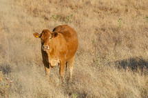 brown cow 