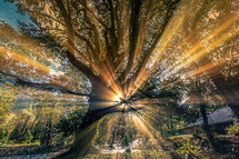 Brilliant rays of sun through tree branches.