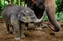 Elephant and baby elephant 
