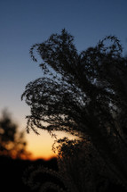 plant silhouette at sunset 
