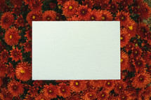 blank notecard on red mums 