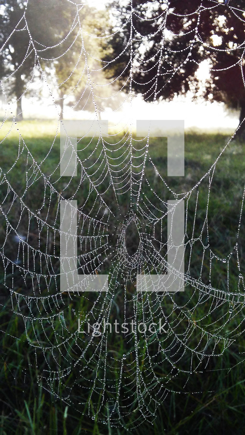 A spider's web glistens in the morning sunlight as the sun rises in the background against a grassy country meadow.