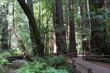 path through a redwood forest 
